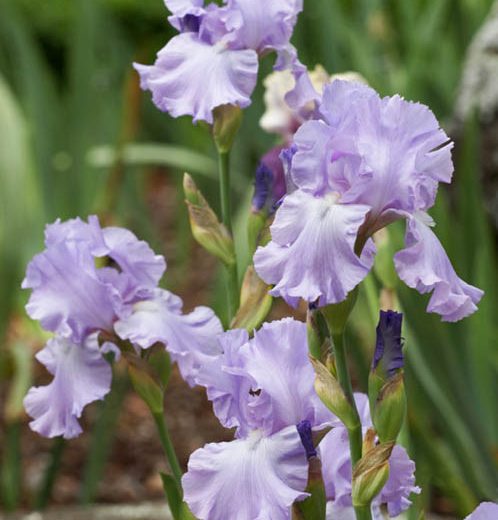 Iris 'Mary Frances', Tall Bearded Iris 'Mary Frances', Iris Germanica 'Mary Frances', MidSeason Irises, Award Irises, Lavender Irises, Dykes Medal