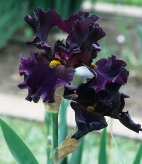 Iris 'Men In Black', Tall Bearded Iris 'Men In Black', Iris Germanica 'Men In Black', Mid Late Season Irises, Dark irises, Award Irises, Purple Irises