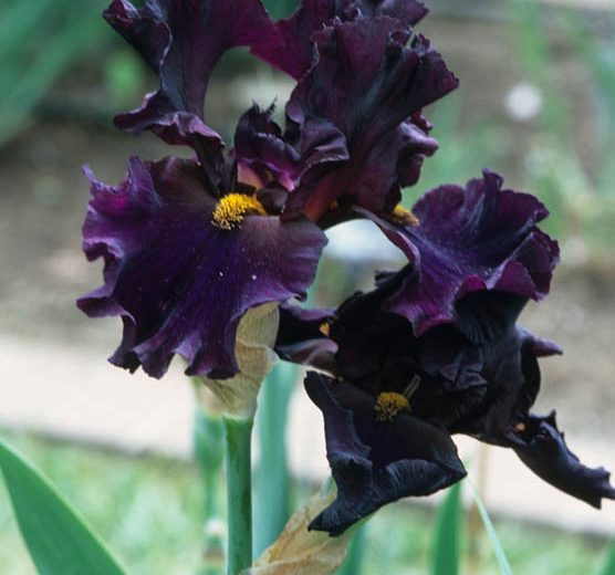 Iris 'Men In Black', Tall Bearded Iris 'Men In Black', Iris Germanica 'Men In Black', Mid Late Season Irises, Dark irises, Award Irises, Purple Irises