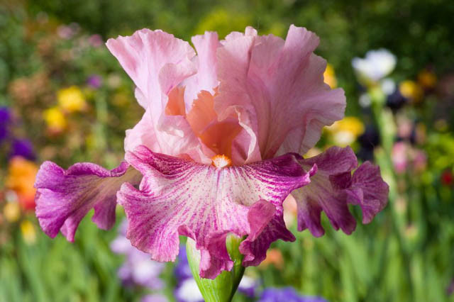 Iris 'Musician', Tall Bearded Iris 'Musician', Iris Germanica 'Musician', Early Midseason Irises, Pink irises, Award Irises, Bicolor Irises, Lilac Irises, Lavender Irises