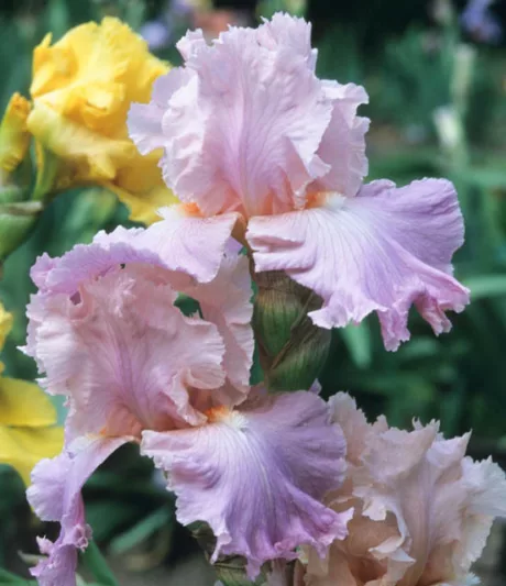 Iris 'Poem of Ecstasy', Tall Bearded Iris 'Poem of Ecstasy', Iris Germanica 'Poem of Ecstasy', Mid Season Irises, Pink irises, Violet Irises, Award Irises, Bicolor Irises