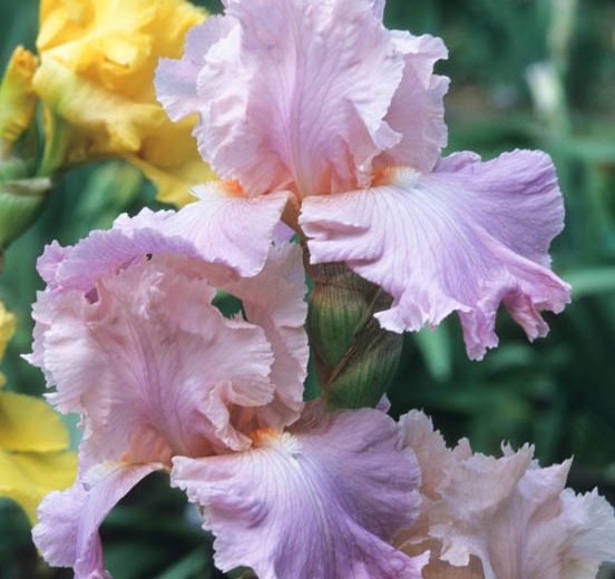 Iris 'Poem of Ecstasy', Tall Bearded Iris 'Poem of Ecstasy', Iris Germanica 'Poem of Ecstasy', Mid Season Irises, Pink irises, Violet Irises, Award Irises, Bicolor Irises