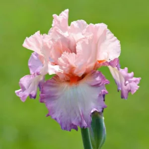 Iris 'Poesie', Tall Bearded Iris 'Poesie', Iris Germanica 'Poesie', Early Midseason Irises, Pink irises, Award Irises, Bicolor Irises, Lilac Irises, Lavender Irises