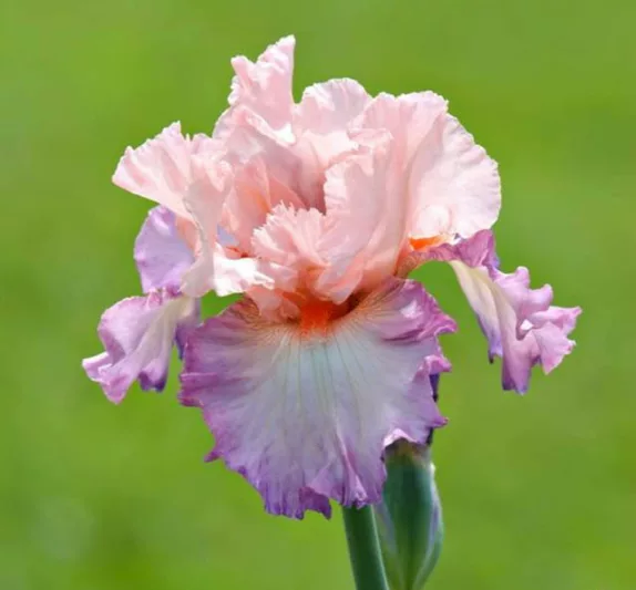 Iris 'Poesie', Tall Bearded Iris 'Poesie', Iris Germanica 'Poesie', Early Midseason Irises, Pink irises, Award Irises, Bicolor Irises, Lilac Irises, Lavender Irises