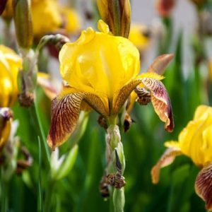Iris 'Rajah', Tall Bearded Iris 'Rajah', Iris Germanica 'Rajah', Iris 'Rajah Brooke', Late Season Irises, Bicolor irises, Award Irises, Yellow Irises