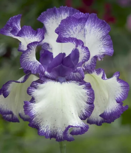 Iris Rare Treat, Bearded iris Rare Treat, Iris Germanica Rare Treat, Bicolor irises, Award Irises, Blue Irises