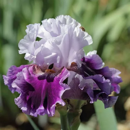 Iris 'Royal Snowcap', Tall Bearded Iris 'Royal Snowcap', Iris Germanica 'Royal Snowcap', Late Season Irises, White Irises, Purple Irises, Bicolor Irises