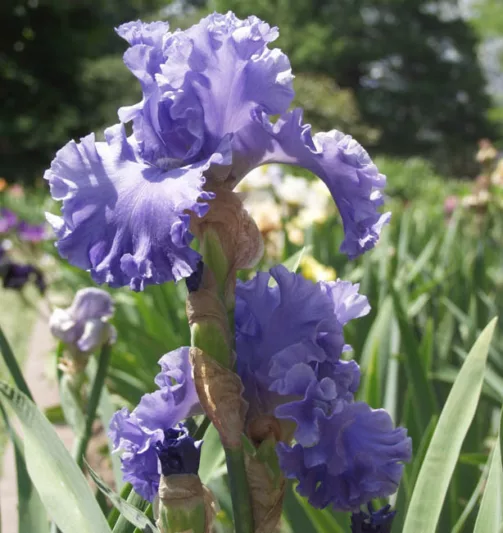 Iris 'Sea Power', Tall Bearded Iris 'Sea Power', Iris Germanica 'Sea Power', Fragrant Irises, Fragrant bearded irises, Mid Season Irises, Blue irises, Award Irises