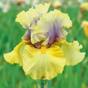 Iris 'Secret Rites', Tall Bearded Iris 'Secret Rites', Iris Germanica 'Secret Rites', Fragrant Irises, Fragrant bearded irises, Mid Season Irises, Yellow irises, Award Irises, Bicolor Irises