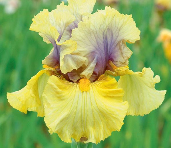 Iris 'Secret Rites', Tall Bearded Iris 'Secret Rites', Iris Germanica 'Secret Rites', Fragrant Irises, Fragrant bearded irises, Mid Season Irises, Yellow irises, Award Irises, Bicolor Irises