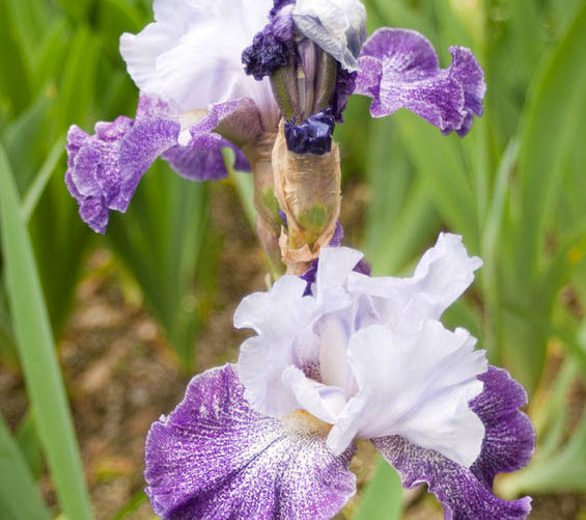 Iris 'Splashacata', Tall Bearded Iris 'Splashacata', Iris Germanica 'Splashacata', Early Midseason Irises, Purple irises, Award Irises, Bicolor Irises, White Irises