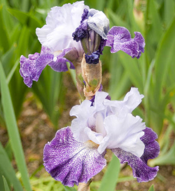 Iris 'Splashacata' (Bearded Iris)