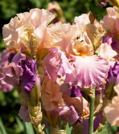 Iris 'Sweet Musette', Tall Bearded Iris 'Sweet Musette', Iris Germanica 'Sweet Musette', Late Midseason Irises, Bicolor irises, Award Irises, Pink Irises, Rose Irises