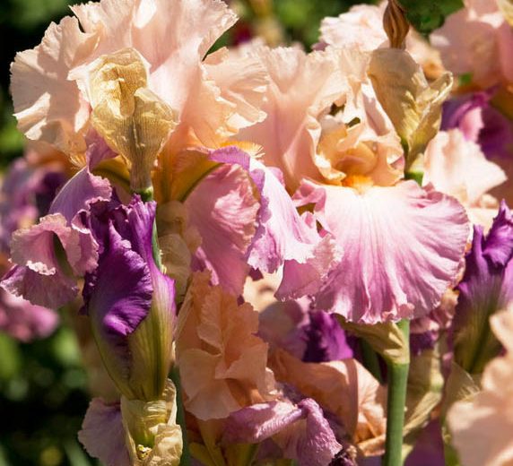 Iris 'Sweet Musette', Tall Bearded Iris 'Sweet Musette', Iris Germanica 'Sweet Musette', Late Midseason Irises, Bicolor irises, Award Irises, Pink Irises, Rose Irises