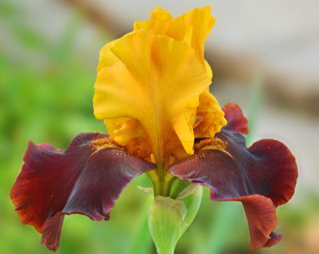 Iris 'Taco Supreme', Tall Bearded Iris 'Taco Supreme', Iris Germanica 'Taco Supreme', Late Midseason Irises, Bicolor irises, Award Irises, Yellow Irises