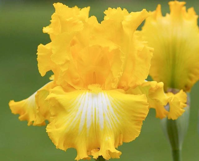 Iris 'That's All Folks', Tall Bearded Iris 'That's All Folks', Iris Germanica 'That's All Folks', Mid Season Irises, Yellow irises, Award Irises, Bicolor Irises, Dykes Medal