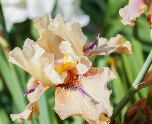 Iris 'Thornbird', Tall Bearded Iris 'Thornbird', Iris Germanica 'Thornbird', Late Midseason Irises, Bicolor irises, Award Irises, brown Irises, Beige Irises