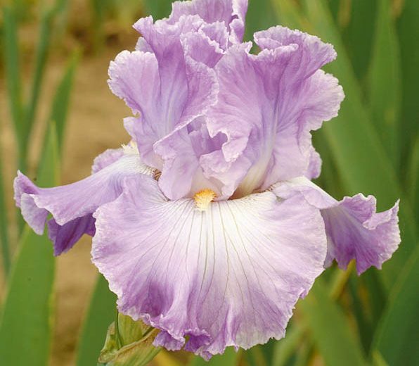 Iris 'Twilight Rapture', Tall Bearded Iris 'Twilight Rapture', Iris Germanica 'Twilight Rapture', Late Season Irises, Bicolor irises, White Irises, Lavender Irises