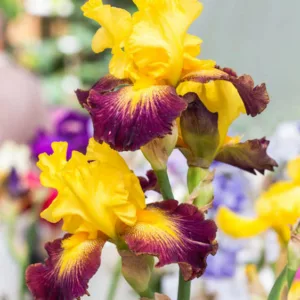 Iris 'Who Needs A Prince', Tall Bearded Iris 'Who Needs A Prince', Iris Germanica 'Who Needs A Prince', Midseason Irises, Bicolor irises, Award Irises, Yellow Irises