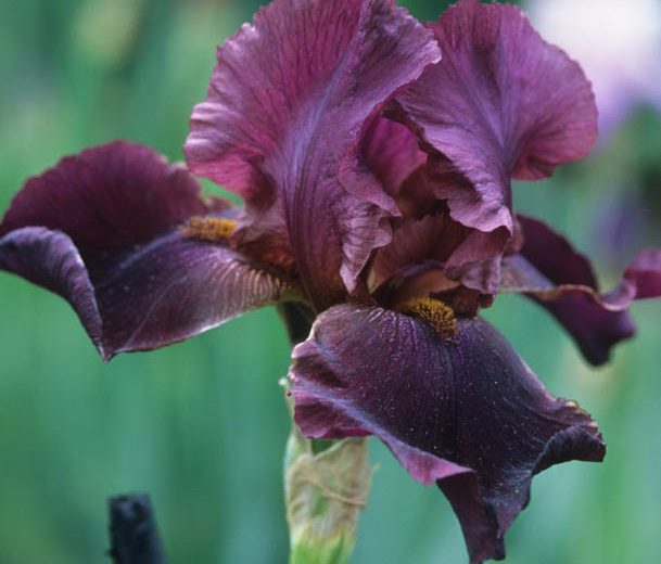 Iris Winesap, Bearded iris Winesap, Iris Germanica Winesap, Reblooming irises, Fragrant Irises, Early Midseason Irises, Red irises, Award Irises