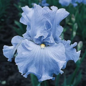 Iris 'Above The Clouds', Tall Bearded Iris 'Above The Clouds', Iris Germanica 'Above The Clouds', Blue irises, Early season Irises, Early Blooming Irises