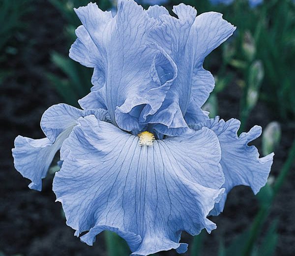 Iris 'Above The Clouds', Tall Bearded Iris 'Above The Clouds', Iris Germanica 'Above The Clouds', Blue irises, Early season Irises, Early Blooming Irises