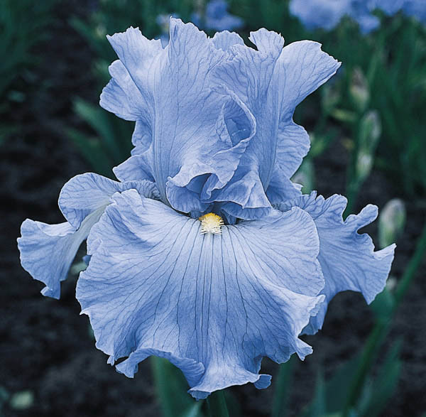 Iris &lsquo;Above The Clouds&rsquo; (Bearded Iris)