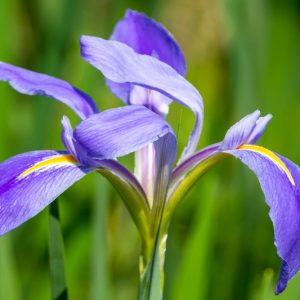 Iris brevicaulis, Zigzag Iris, Iris brevipes, Iris foliosa, Iris foliosa, Lavender Flowers, Bicolor Iris, Bicolor Flowers, Groundcover Iris