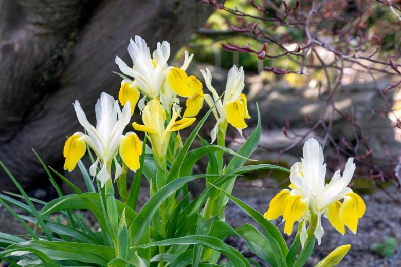Iris bucharica, Juno Iris, Bukhara Iris, Corn Leaf Iris, Horned Iris, spring Iris,Yellow flowers, Yellow iris