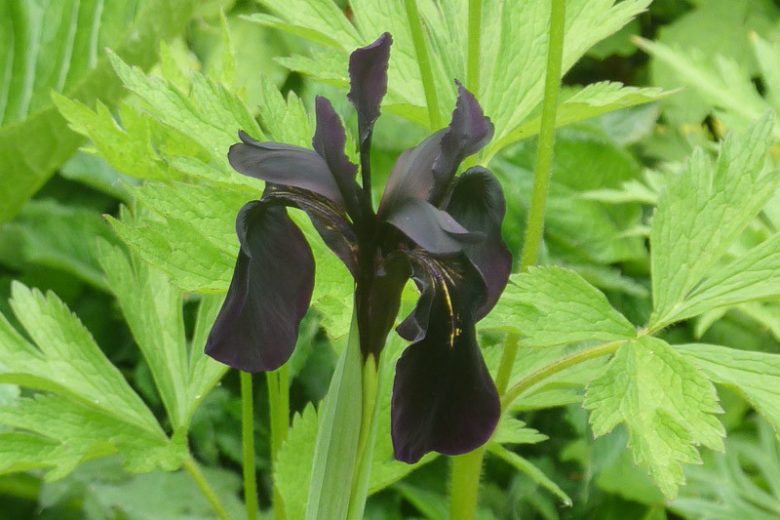 Iris chrysographes, Gold-Marked Iris, Black Iris,  Water Iris, Iris for Ponds, Perennial for wet soil, Perennial for poorly drained soils, Black Flowers