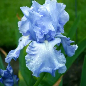 Iris 'Cloud Ballet', Tall Bearded Iris 'Cloud Ballet', Iris Germanica 'Cloud Ballet', Midseason Irises, Reblooming irises, Blue irises
