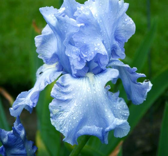 Iris 'Cloud Ballet', Tall Bearded Iris 'Cloud Ballet', Iris Germanica 'Cloud Ballet', Midseason Irises, Reblooming irises, Blue irises
