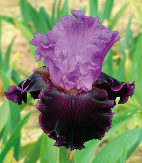 Iris 'Dangerous Liaison', Tall Bearded Iris 'Dangerous Liaison', Iris Germanica 'Dangerous Liaison', Late Midseason Irises, Bicolor irises, Award Irises, Purple Irises