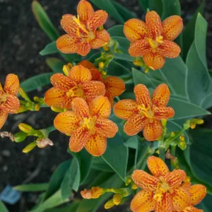 Iris domestica 'Freckle Face', Blackberry Lily 'Freckle Face', Belamcanda chinensis 'Freckle Face', Orange Iris, Orange Flowers