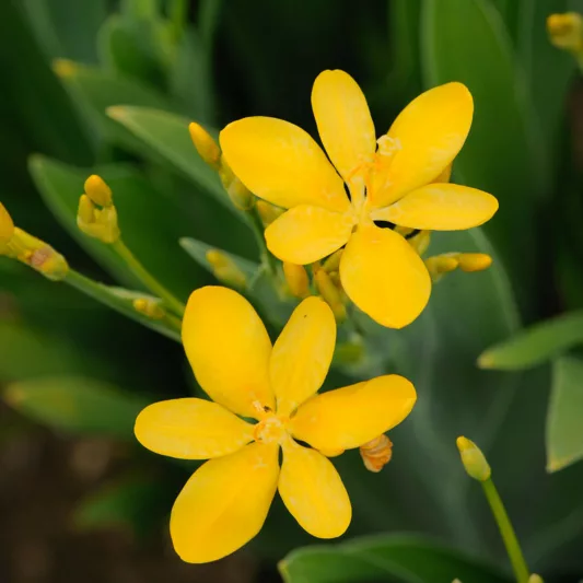 Iris domestica 'Hello Yellow', Blackberry Lily 'Hello Yellow', Belamcanda chinensis 'Hello Yellow', Yellow Iris, Yellow Flowers