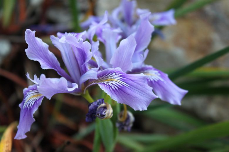 Iris douglasiana, Douglas Iris, Mountain Iris, Western Iris