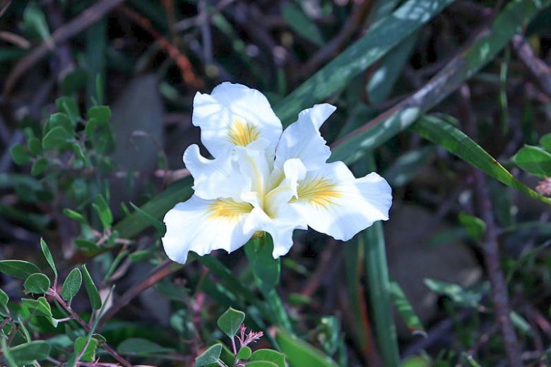 Iris douglasiana 'Canyon Snow', Douglas Iris 'Canyon Snow', Mountain Iris 'Canyon Snow', Western Iris 'Canyon Snow'