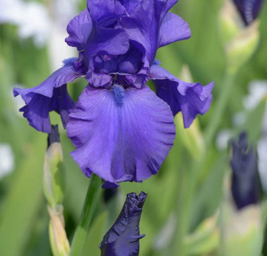 Iris 'Dusky Challenger', Tall Bearded Iris 'Dusky Challenger', Iris Germanica 'Dusky Challenger', Mid Late Season Irises, Dark irises, Award Irises, Purple Irises