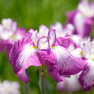 Japanese Iris Agripinella, Japanese Flag Agripinella, Japanese Water Iris Agripinella, Iris kaempferi Agripinella, Rose Japanese Iris, Best Japanese irises, Pink Japanese Irises