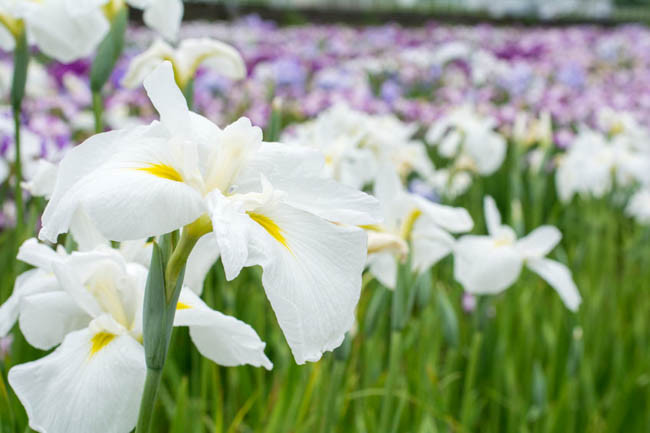 Japanese Iris Alpine Majesty, Japanese Flag Alpine Majesty, Japanese Water Iris Alpine Majesty, Iris kaempferi Alpine Majesty, White Japanese Iris, Best Japanese irises