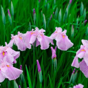 Iris Ensata 'Coho',Japanese Iris 'Coho', Japanese Flag 'Coho', Japanese Water Iris 'Coho', Sword-Leaved Iris 'Coho', Iris kaempferi 'Coho', Pink Iris, Flowers for wet soils, Plants for wet soils, Best Japanese Iris
