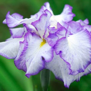 Japanese Iris Frilled Enchantment, Japanese Flag Frilled Enchantment, Japanese Water Iris Frilled Enchantment, Iris kaempferi Frilled Enchantment, White Japanese Iris, Best Japanese irises