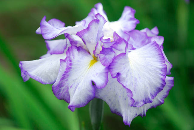 Japanese Iris Frilled Enchantment, Japanese Flag Frilled Enchantment, Japanese Water Iris Frilled Enchantment, Iris kaempferi Frilled Enchantment, White Japanese Iris, Best Japanese irises