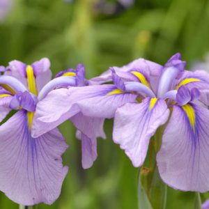 Japanese Iris Magic Opal, Japanese Flag Magic Opal, Japanese Water Iris Magic Opal, Iris kaempferi Magic Opal, Pink Japanese Iris, Best Japanese irises, Lavender Japanese Irises
