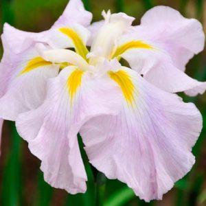 Japanese Iris Pink Frost, Japanese Flag Pink Frost, Japanese Water Iris Pink Frost, Iris kaempferi Pink Frost, Pink Japanese Iris, Best Japanese irises