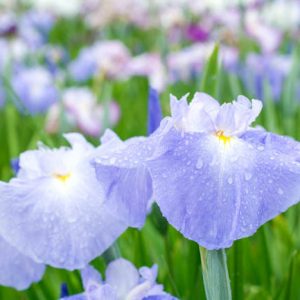 Japanese Iris Pleasant Earlybird, Japanese Flag Pleasant Earlybird, Japanese Water Iris Pleasant Earlybird, Iris kaempferi Pleasant Earlybird, Blue Japanese Iris, Best Japanese irises