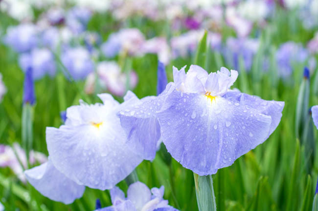 Japanese Iris Pleasant Earlybird, Japanese Flag Pleasant Earlybird, Japanese Water Iris Pleasant Earlybird, Iris kaempferi Pleasant Earlybird, Blue Japanese Iris, Best Japanese irises