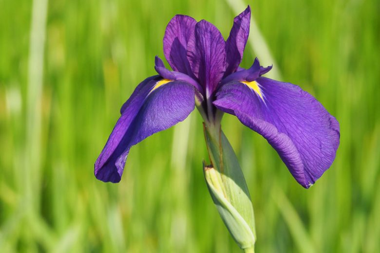 Iris Ensata var. spontanea, Japanese Water Iris, Iris kaempferi var. spontanea', Purple Iris, Flowers for wet soils, Plants for wet soils, Best Japanese Iris