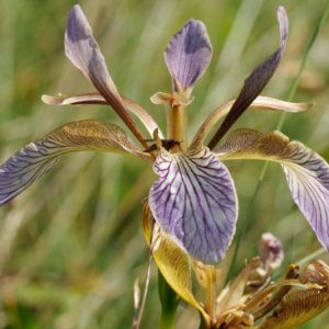 Iris foetidissima, Stinking Iris, Blue Seggin, Gladden, Gladdon, Gladwin, Gladwyn, Roast Beef Plant, Scarlet-Seeded Iris, Stinking Gladwin, Stinking Gladwyn, Lavender Iris, Lavender Flowers, Bicolor Iris, Bicolor Flowers