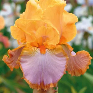 Iris 'Grand Canyon Sunset', Tall Bearded Iris 'Grand Canyon Sunset', Iris Germanica 'Grand Canyon Sunset', Midseason Irises, Bicolor irises, Award Irises, orange Irises
